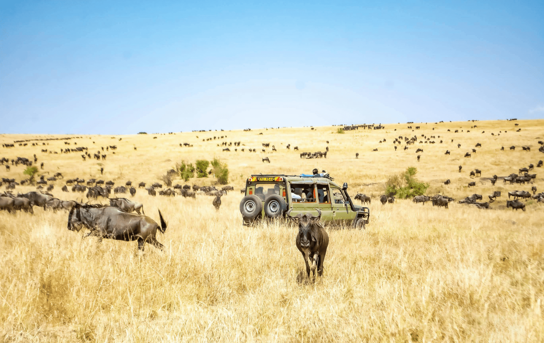 Picturesque Solo Kenya Tour